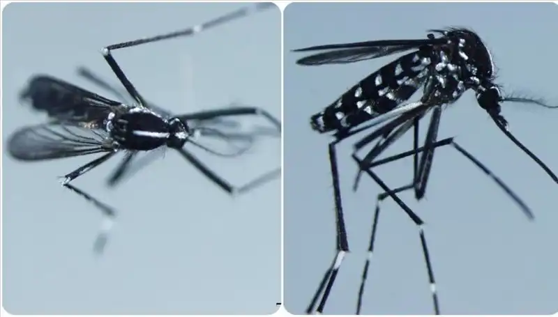 Chikungunya Virüsü Hakkında Bilmeniz Gereken Her şey: Belirtileri ve Yayılma Alanları