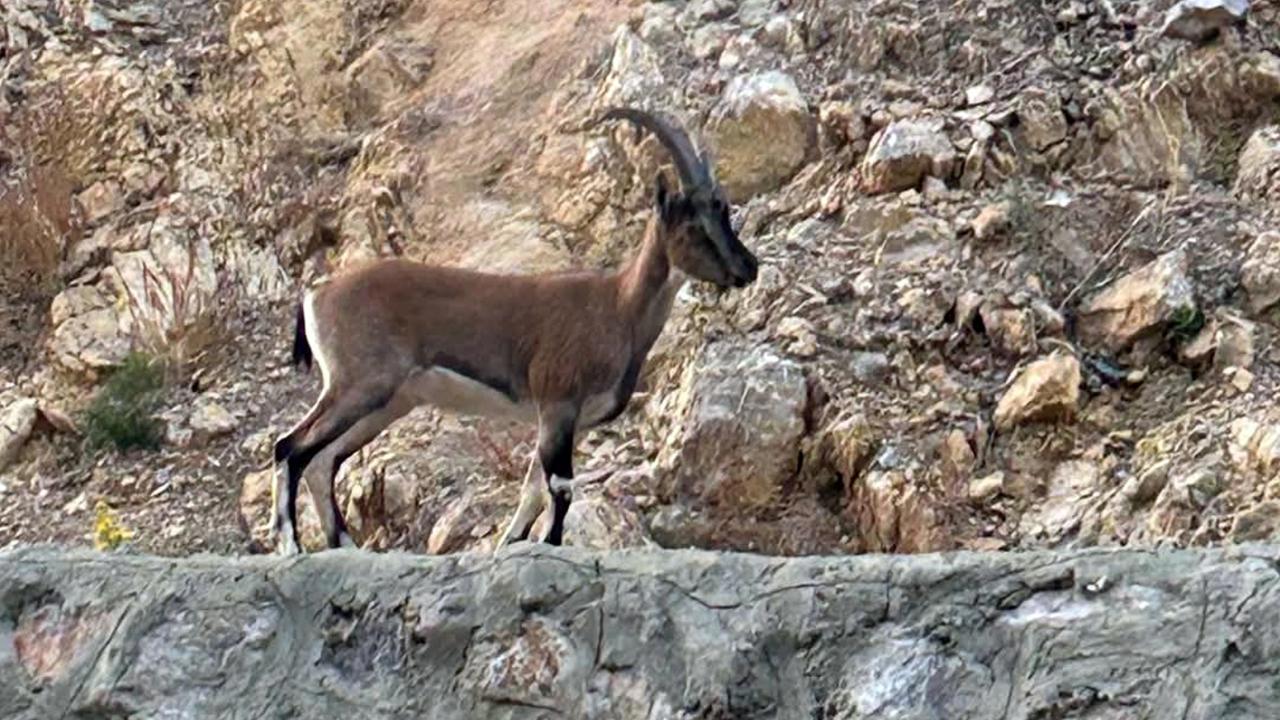Yaban keçisini avlayan kişiye ağır ceza verildi.