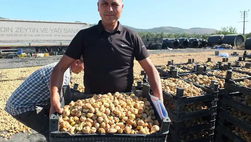Balıkesir'de Zeytin Hasadı Başladı: Çin ve Rusya'ya İhraç Süreci