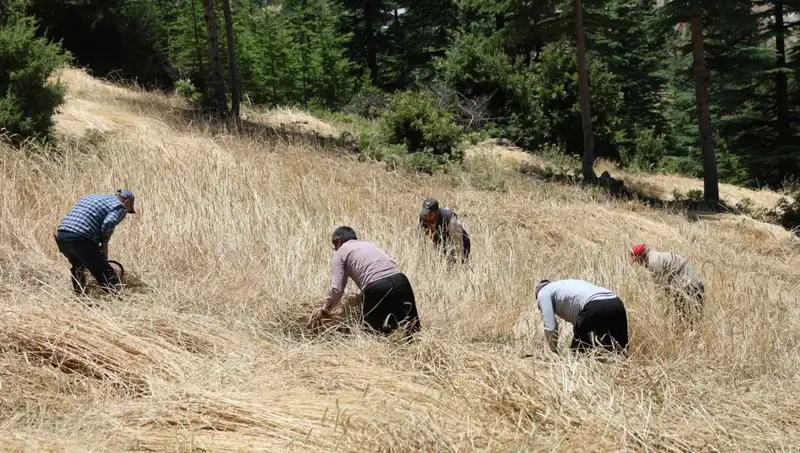 Teknolojinin Ulaşamadığı Tarla: Ellik ve Orakla Hasat Geleneği