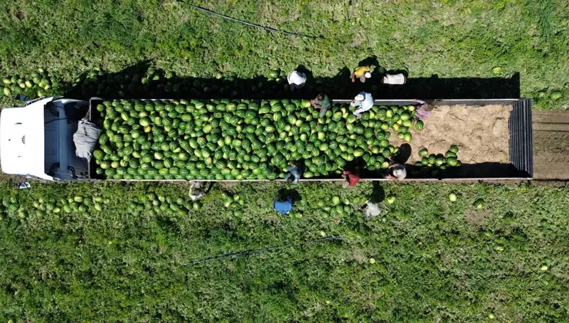 Bafra Ovası’nda Rekor Karpuz Hasadı: 94 Bin 500 Ton Bekleniyor