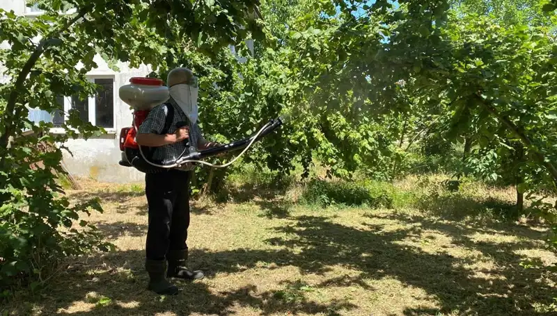 Çiftçilerin Umudu: Kükürt ve Samuray Arısı ile Mücadele Yeni Bir Dönem Başlatıyor