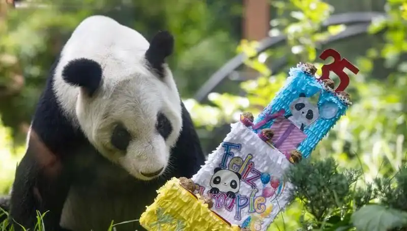 Dev Panda Xin Xin 35 Yaşına Bastı: Kutlamalar ve Anılar