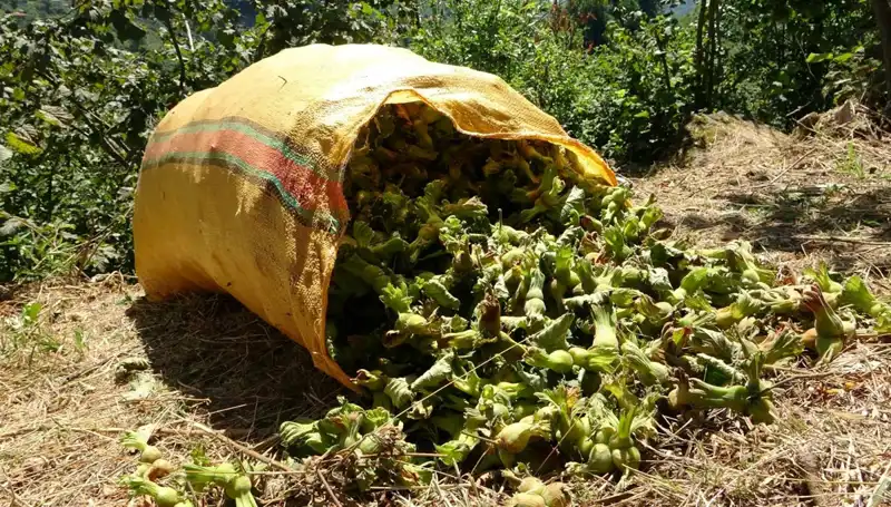 Giresun'da Fındık Hasadı Başladı: Üreticiler Ne Bekliyor?