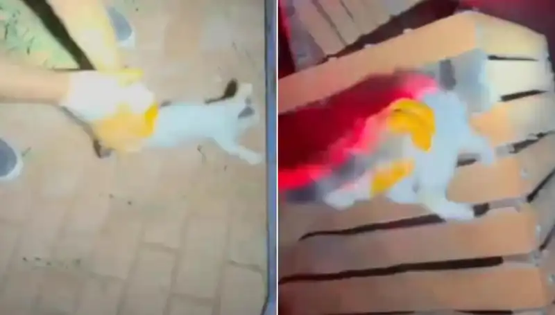 İtfaiye Gece Yarası Kedi Kurtarma Operasyonuyla İlgi Odağı Oldu!