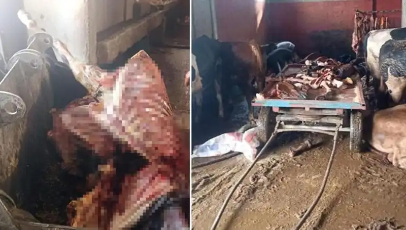 Adana'da Skandal! 2,5 Ton At Eti Ele Geçirildi, 4 At Kurtarıldı