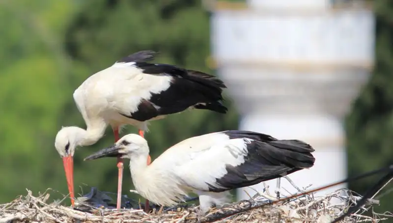 Yaren Leylağı Kıskandıran Leylek Köyü: Yuva Sayısı 8 Kat Arttı