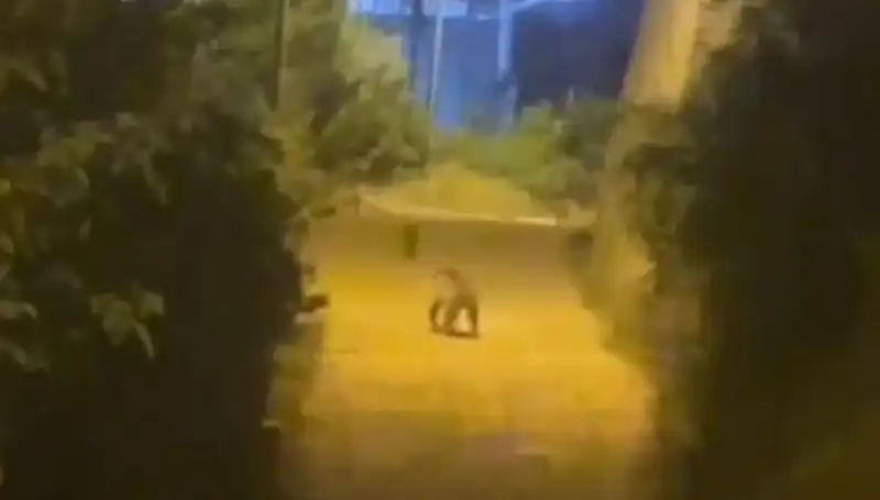 Gümüşhane Merkezinde Ayı Alarmı: Vatandaşlar Sokaklarda Tedirgin!