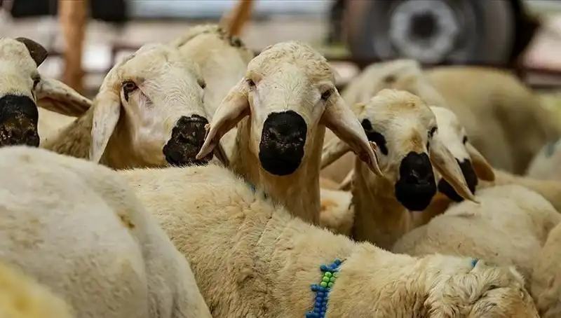 Kurban Bayramı 2025: Kurban Kesmek Farz Mı? 10 Tartışmalı Soru ve Cevaplar