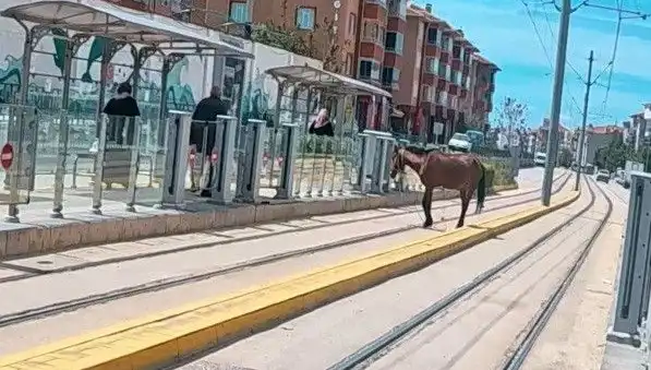 Eskişehir Tramvay Raylarında Başına Bu Gelenler Herkesi Şaşkına Çevirdi!
