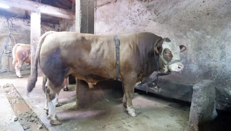 Dünyayı Şaşkına Çeviren 1 Ton 200 Kilo Eşya, Fiyatta Rekor Kırdı!