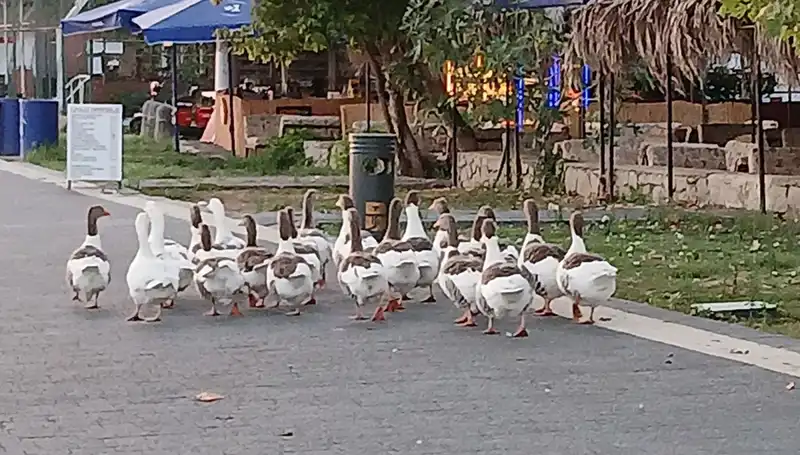 Denizde Yüzdüler, Kümese Kapatıldılar: Kazların Ölümü Mistik Bir Olay mı?
