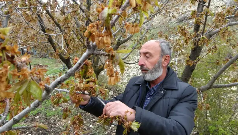 Üreticiler İçin Korkutucu Bir Tehlike: Zirai Don Albastı Kirazında Ciddi Kayıplar!