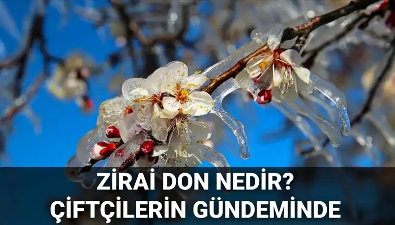 Zirai Don Nedir? Çiftçilere Olan Etkisi ve Zararı Karşılanacak mı?