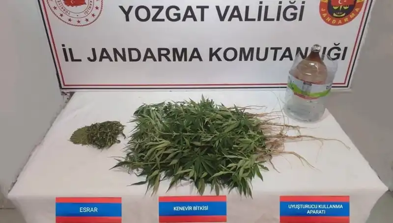 Yozgat'ta Baskın: 40 Kök Kenevir Ele Geçirildi!