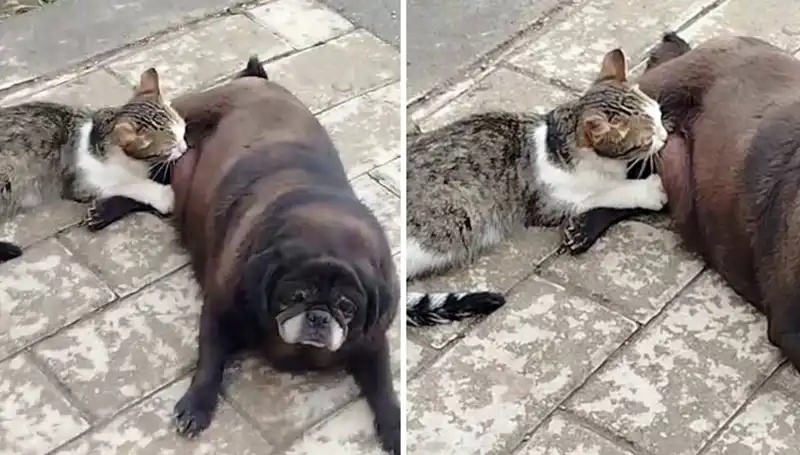 Erzurum’da Şaşırtan Anlar: Köpek Sokakta Kediyi Emziriyor!