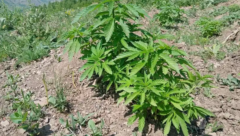 Bingöl'de Dev Bir Operasyon: Kenevir ve Kaçak Tütün Ele Geçirildi