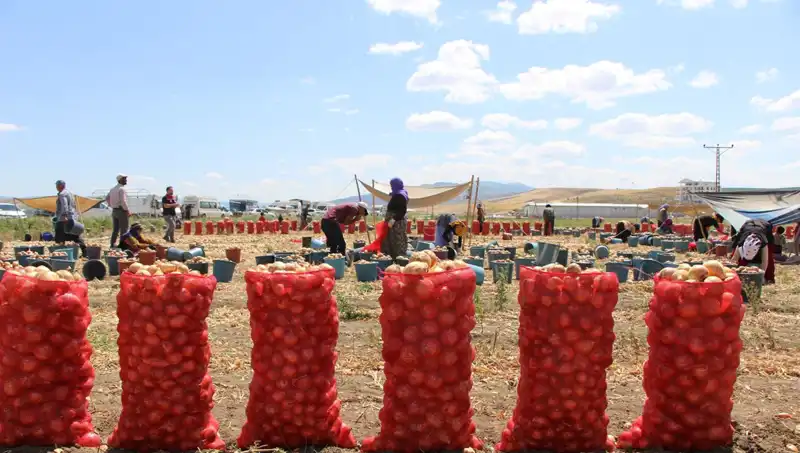 Amasya Elmasından Dünyaya: "Elma Kadar Tatlı" Ürünün Yolculuğu