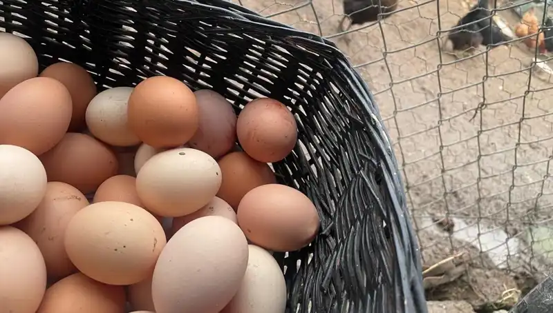 Okulların Açılmasıyla Beraber Ucuz Protein Fırsatı: Mayıs Çukuru Sorunu Nasıl Aşılacak?