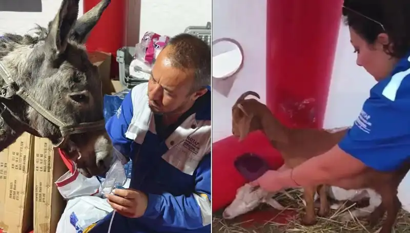 Yangında Zor Duruma Düşen Eşeğe Oksijen Maskesiyle Hayat Veriliyor