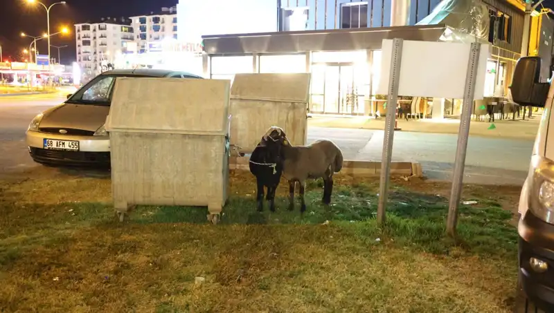 Yola Düşen "Mor Karaman" Koyunları: Kaderlerine Terk Edilmiş Hayvanlar