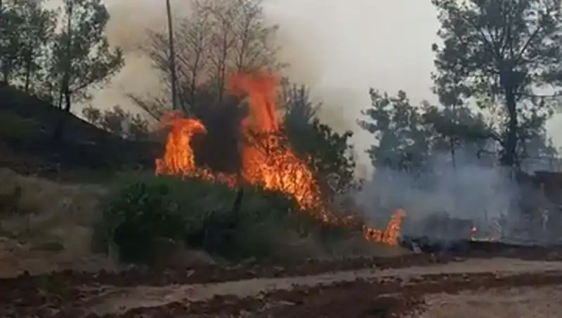 Denizli Orman Yangını: Zarar Gören Alan 7 Hektara Ulaştı