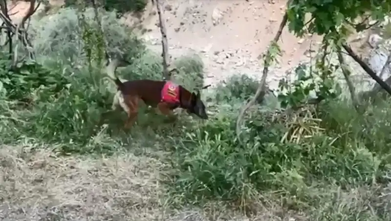 Dere Kenarına Gizlenen Esrarı Dedektör Köpek Buldu: Olayın Detayları Şaşırttı
