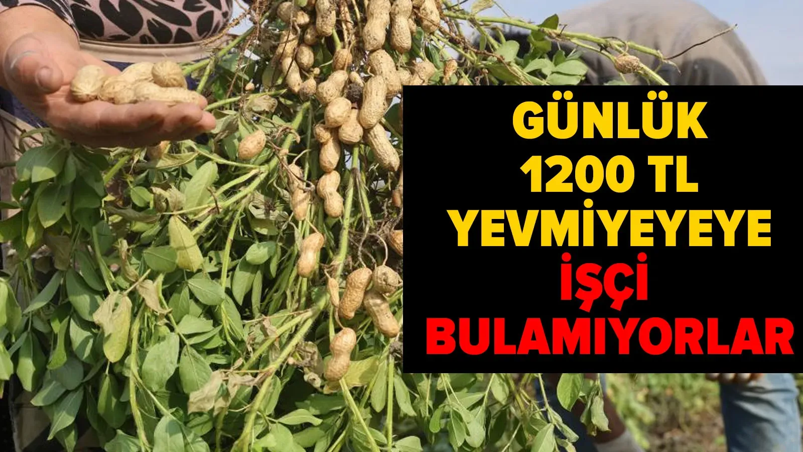 Günlük 1200 TL Yevmiyeye İşçi Bulamıyorlar!