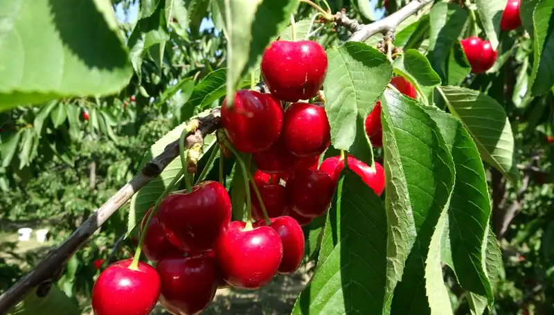 Çay Bardağına Sığmayan Hasat: Çay Sezonu Kapıda, Beklentiler Yükseliyor!