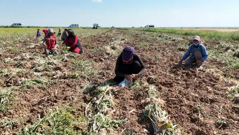 Almanya ve İspanya'nın Antibiyotiği: Rusya'dan Gelen Hasat ve Etkileri