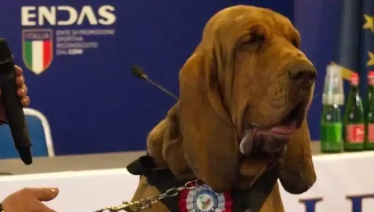 Arama Köpeğine Yapılan Suikast: Çivili Sosisle Hayatına Son Verildi
