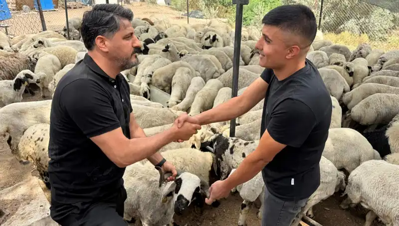 Kurbanlık Alırken Dikkat! Tuz ve Sumak Tuzaklarıyla Şişkin Koyunlar